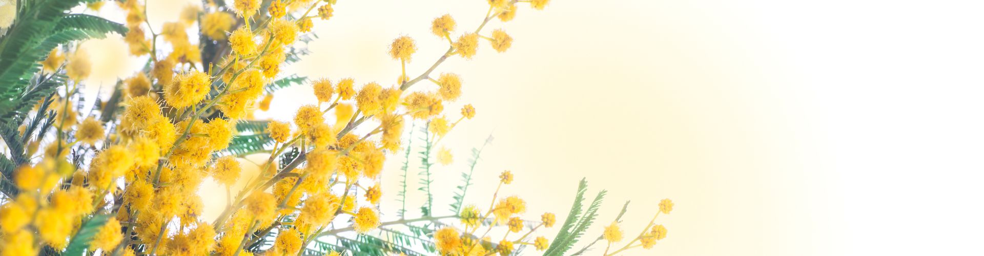 Promozione Festa della donna 2024